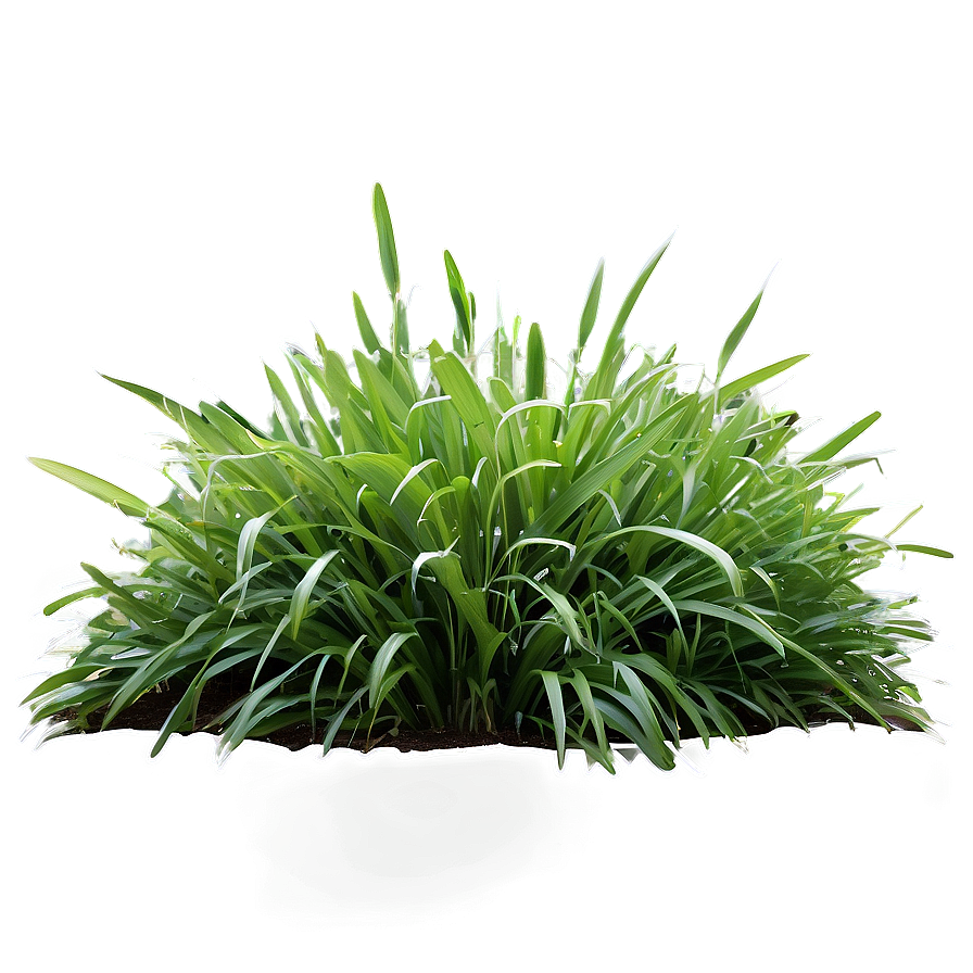 Lush Garden Grass Png 29 PNG Image