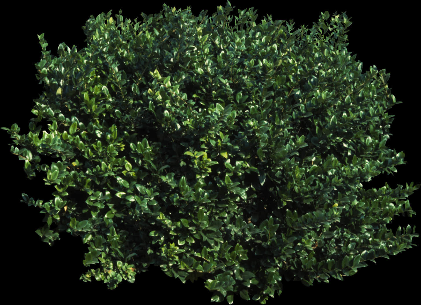 Lush Green Bush Black Background PNG Image