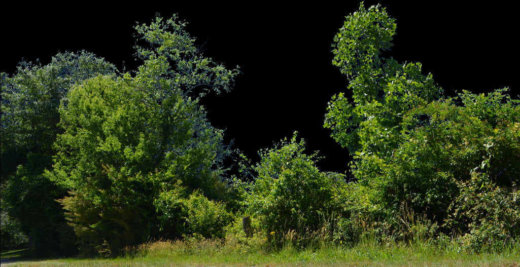 Lush Green Bushes Black Background PNG Image