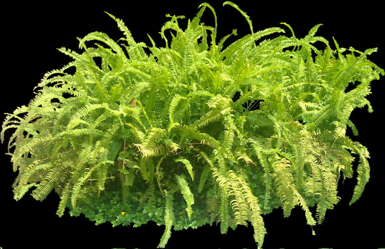 Lush Green Fern Cluster.jpg PNG Image