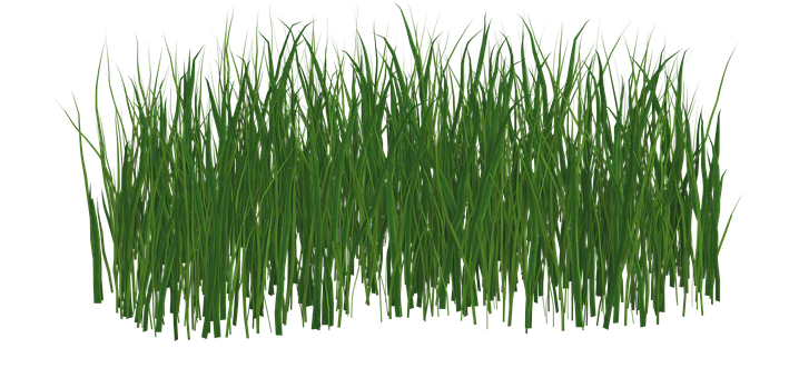 Lush Green Grass Texture PNG Image