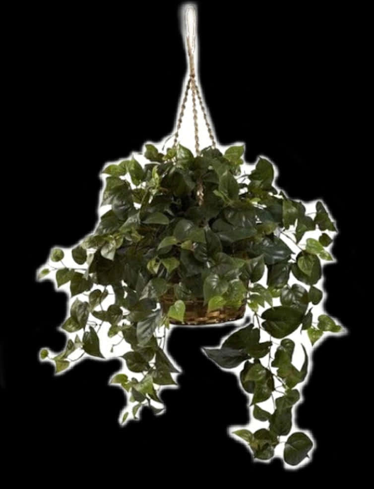 Lush Green Hanging Plant PNG Image