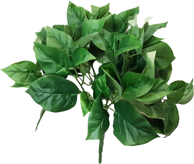 Lush Green Houseplant Leaves PNG Image