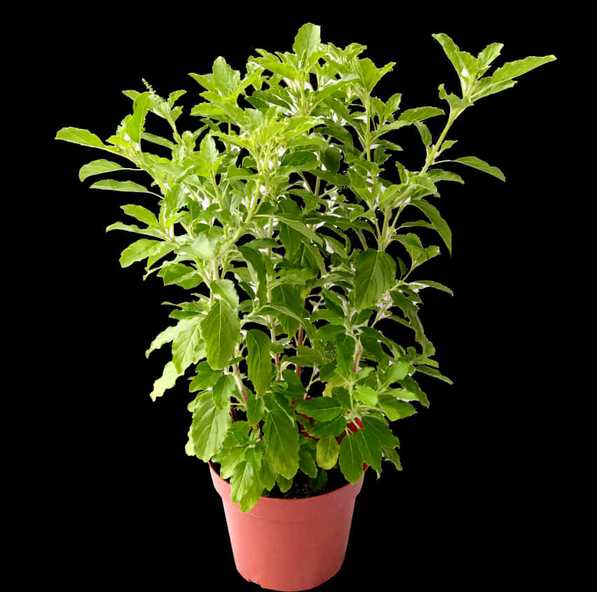 Lush Green Potted Plant Black Background PNG Image