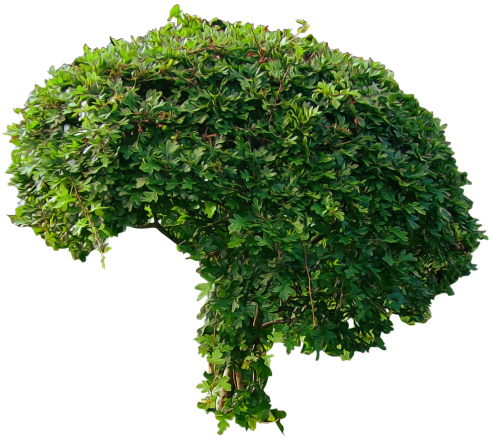 Lush Green Shrub Isolated.png PNG Image