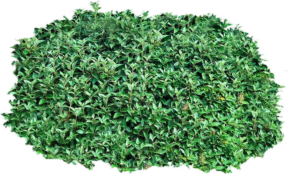 Lush Green Shrub Texture PNG Image