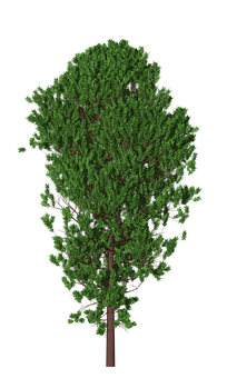 Lush Green Tree Black Background PNG Image