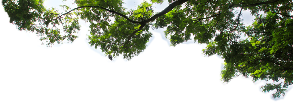 Lush Green Tree Branch Against Sky.png PNG Image