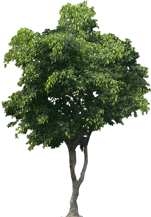 Lush Green Tree Isolated.png PNG Image