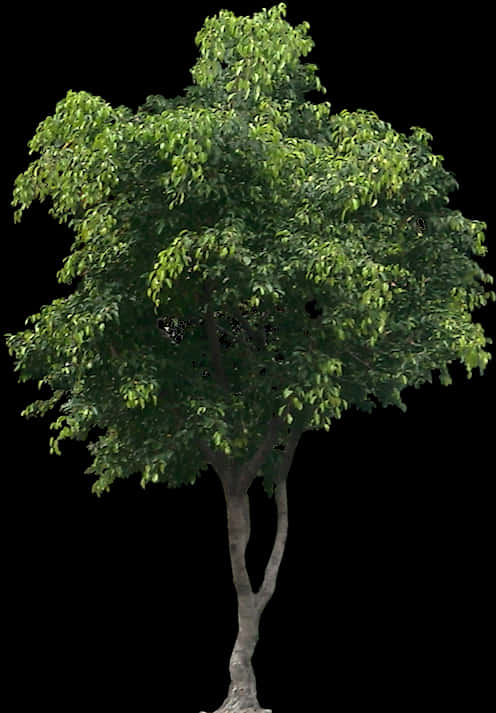 Lush Green Tree Isolatedon Black Background PNG Image