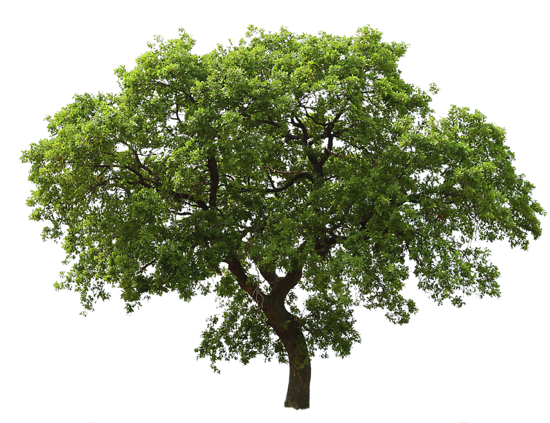 Lush Green Tree Transparent Background.png PNG Image