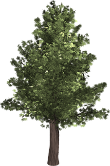 Lush Green Treeon Black Background PNG Image