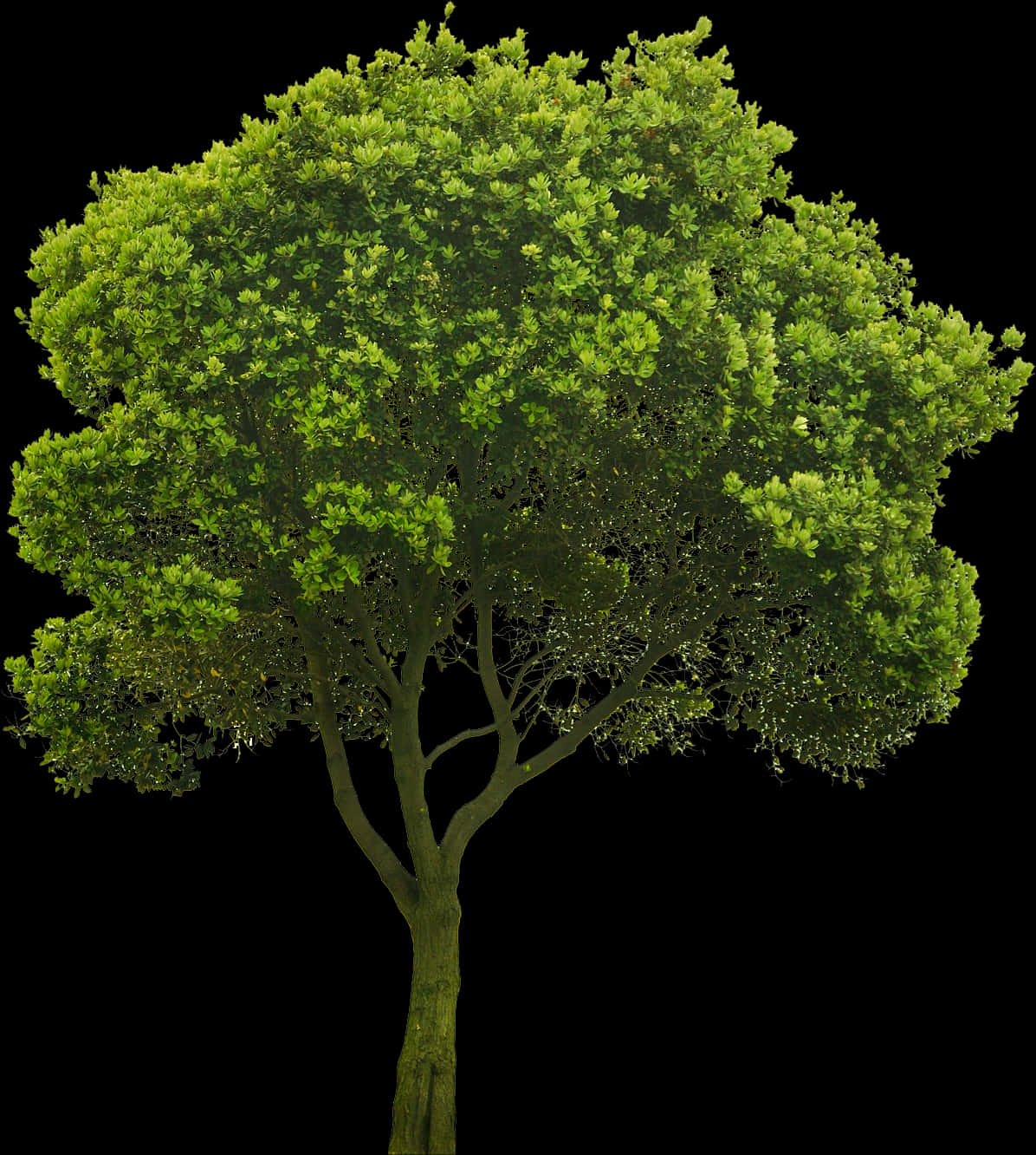 Lush Green Treeon Black Background.jpg PNG Image