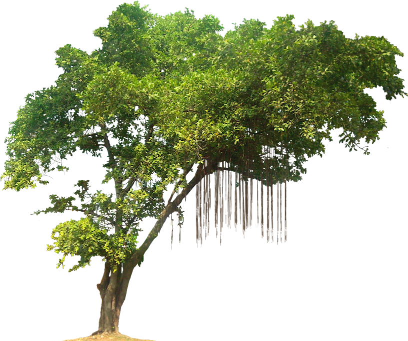 Lush Green Treewith Hanging Roots.png PNG Image