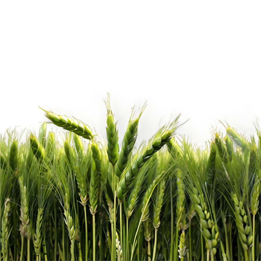 Lush Green Wheat Field Png Ygt PNG Image