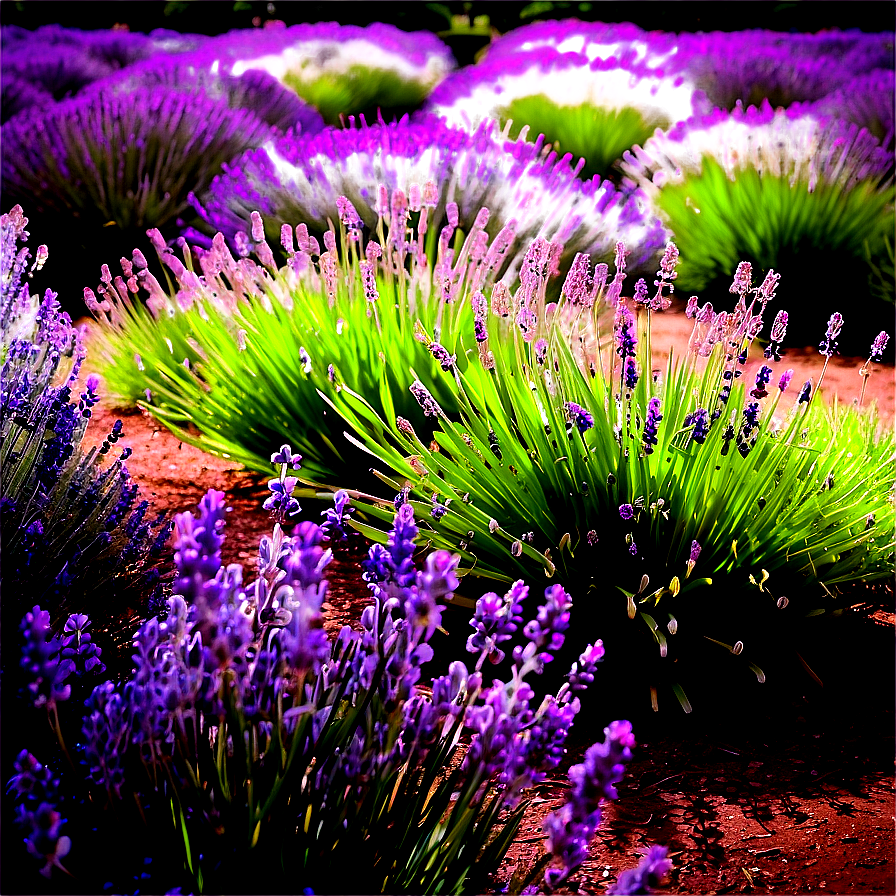 Lush Lavender Garden Png 40 PNG Image