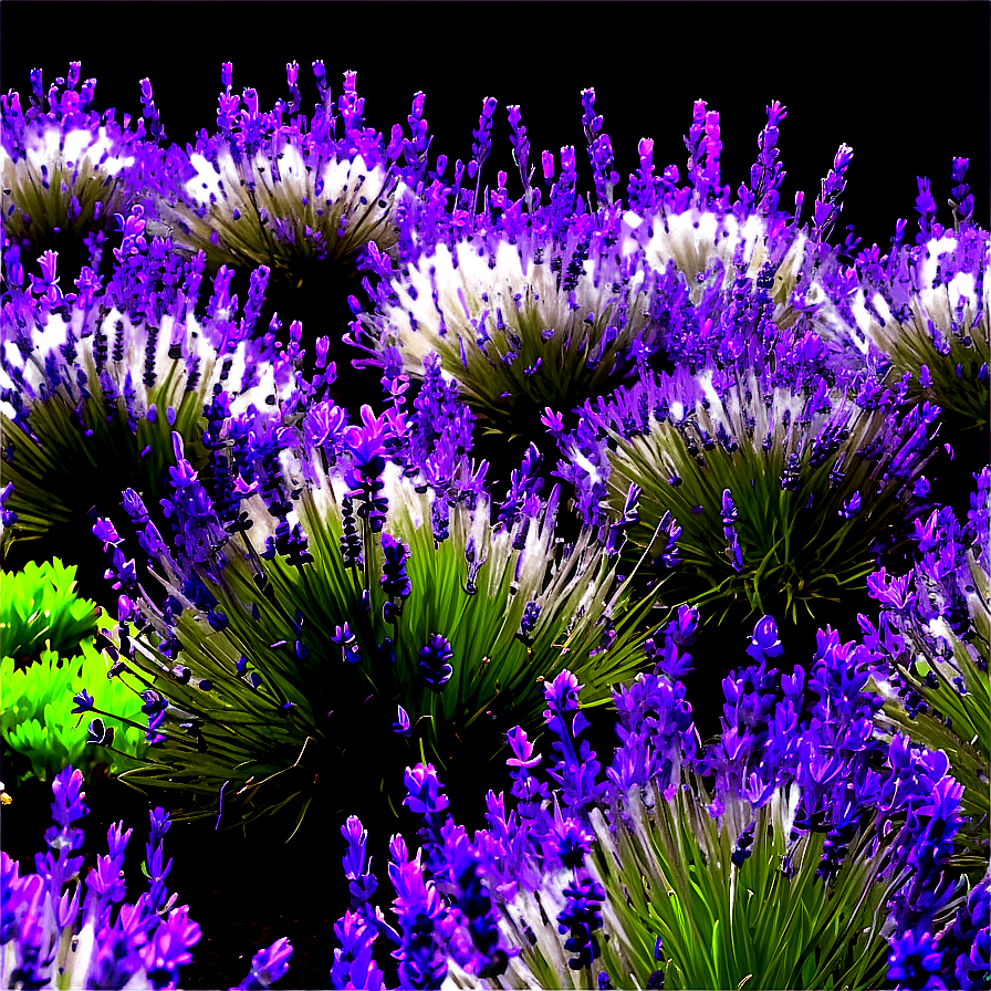 Lush Lavender Garden Png Lvo PNG Image