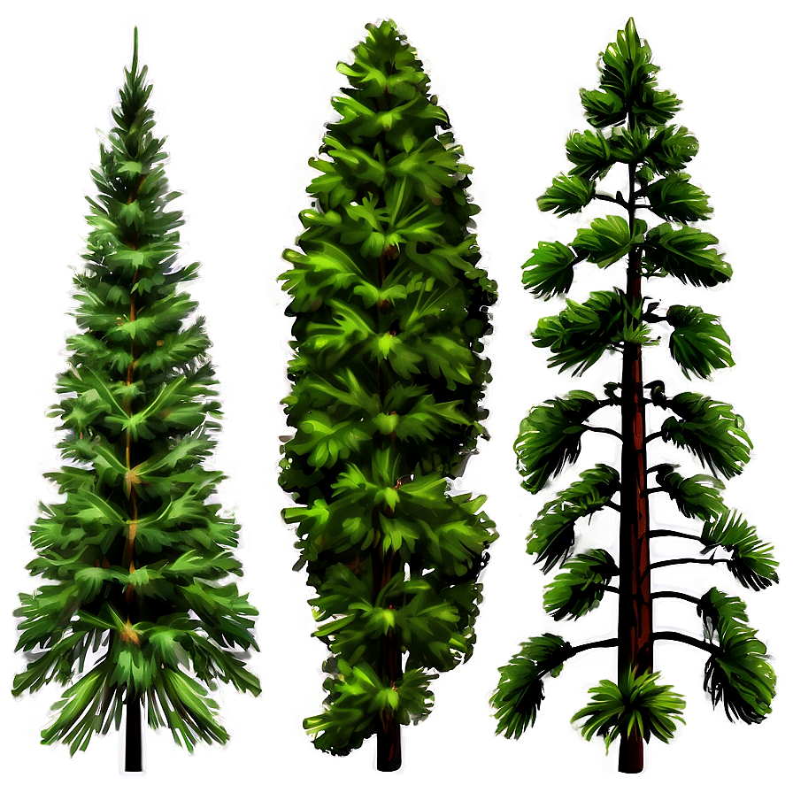 Lush Pine Tree Forest Png 75 PNG Image