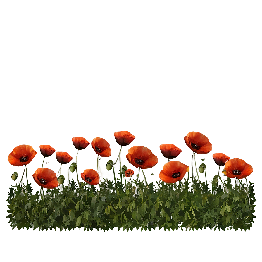 Lush Poppy Landscape Png 35 PNG Image