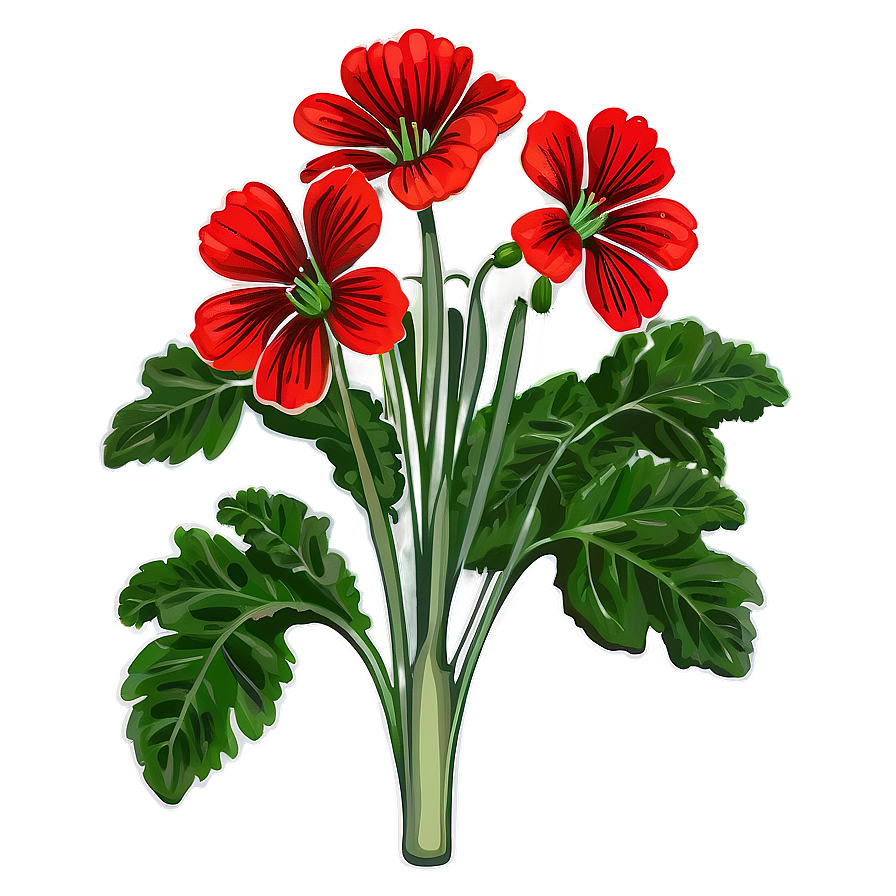 Lush Red Geraniums Png Vfv PNG Image