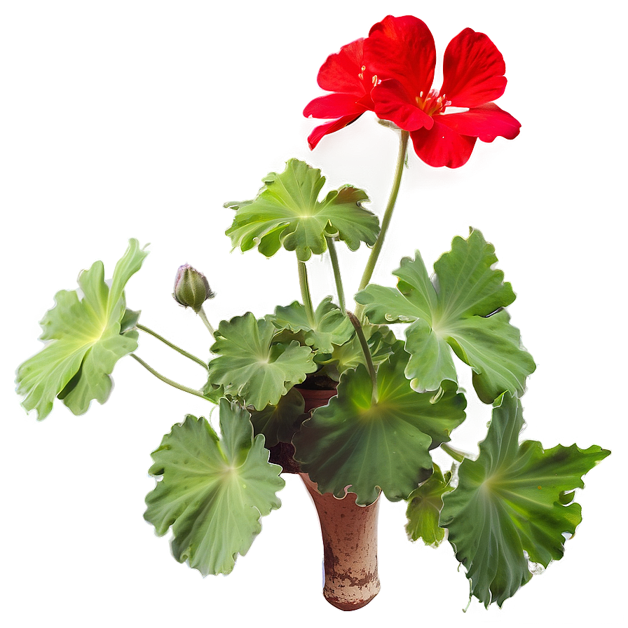 Lush Red Geraniums Png Vhv49 PNG Image