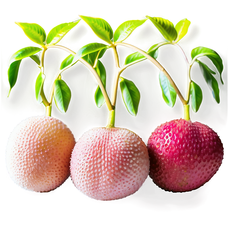 Lychee Vibrant Texture Png 06252024 PNG Image