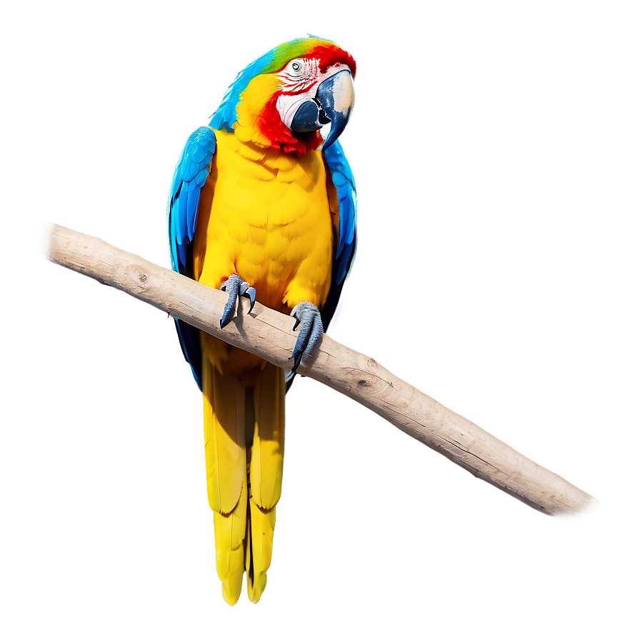 Macaw Parrot Bird Png Xep36 PNG Image