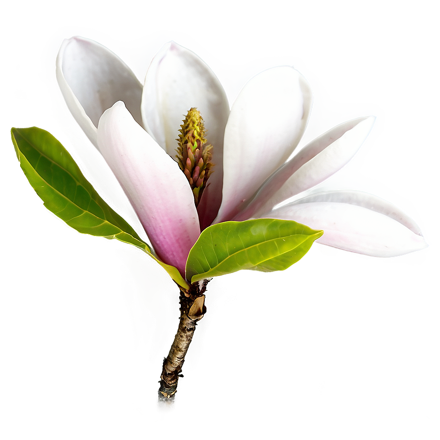 Magnolia Flower B PNG Image