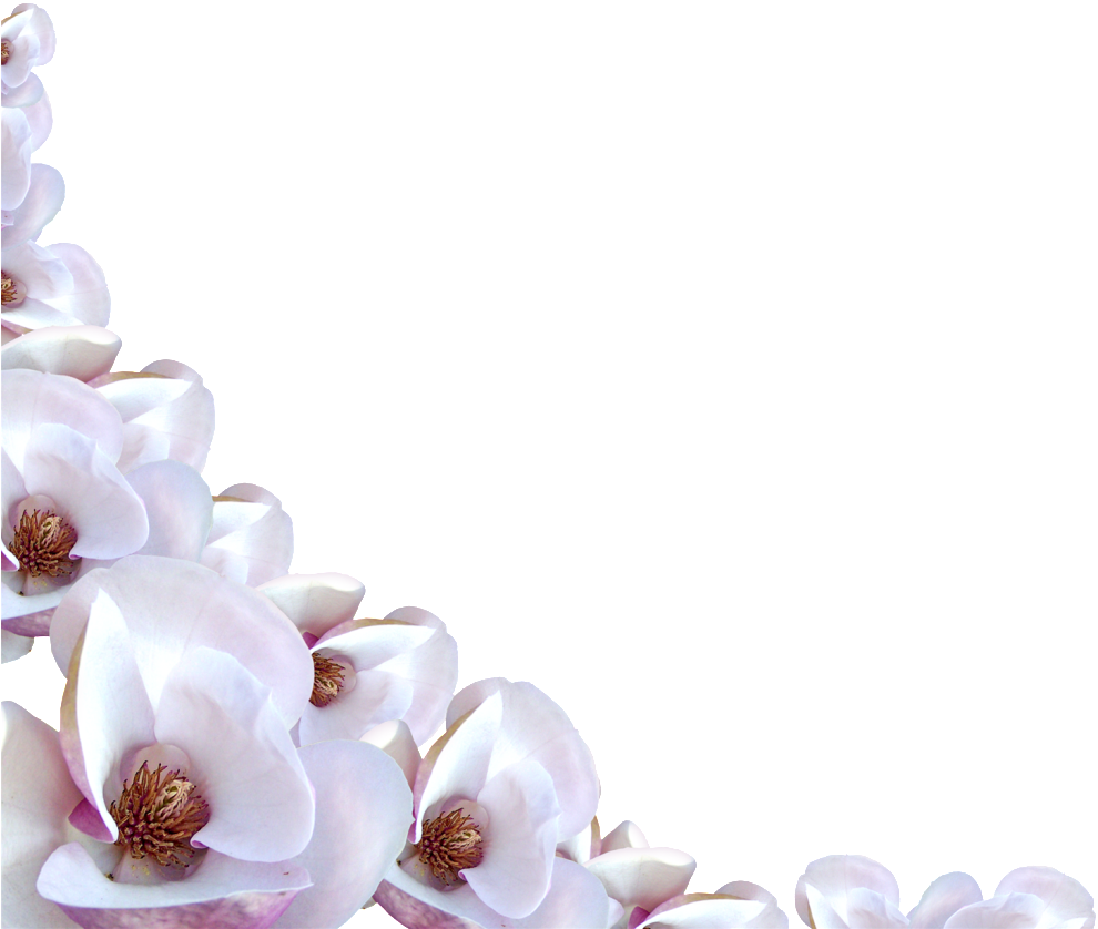 Magnolia Flower Border Design PNG Image