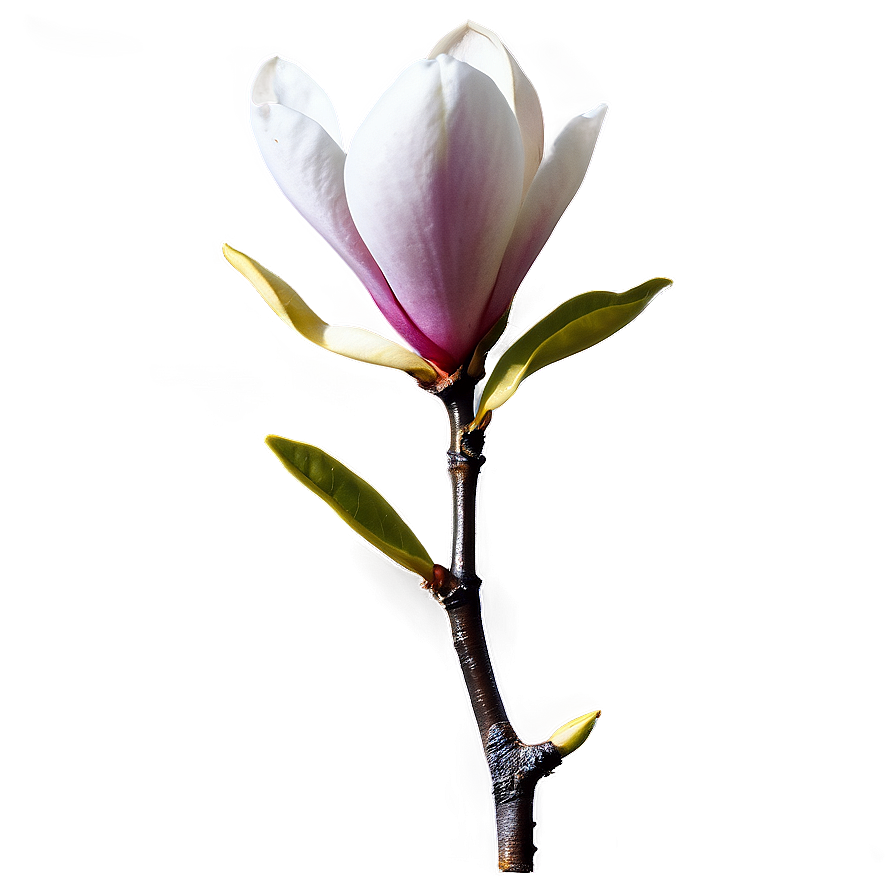 Magnolia Flower Branch Png Hmq86 PNG Image