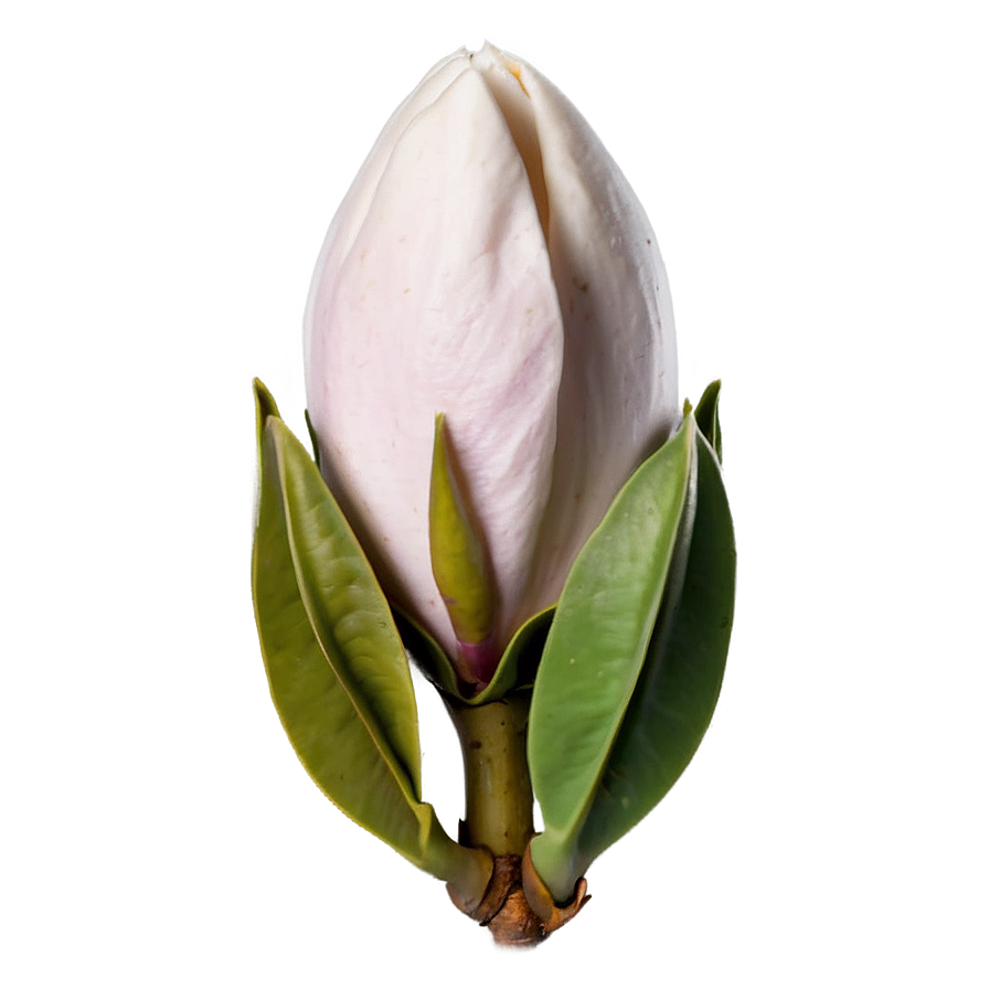 Magnolia Flower Bud Png 06252024 PNG Image