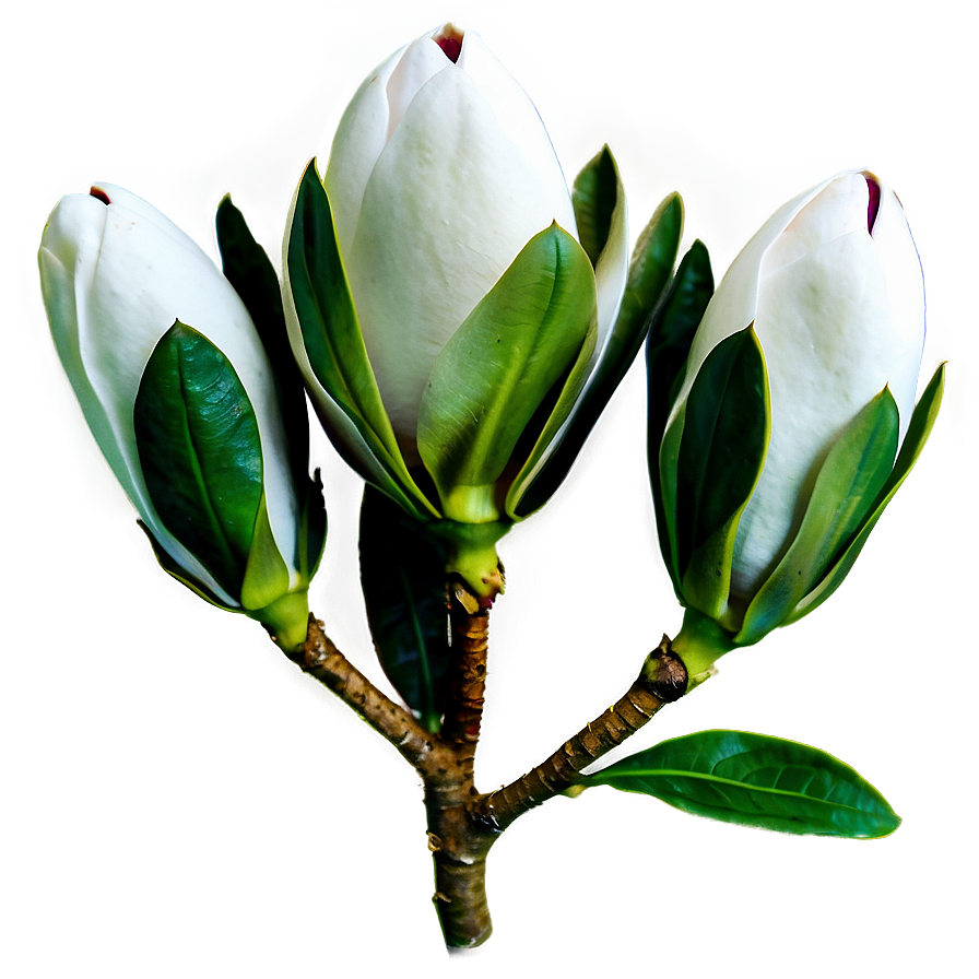 Magnolia Flower Bud Png Qap28 PNG Image