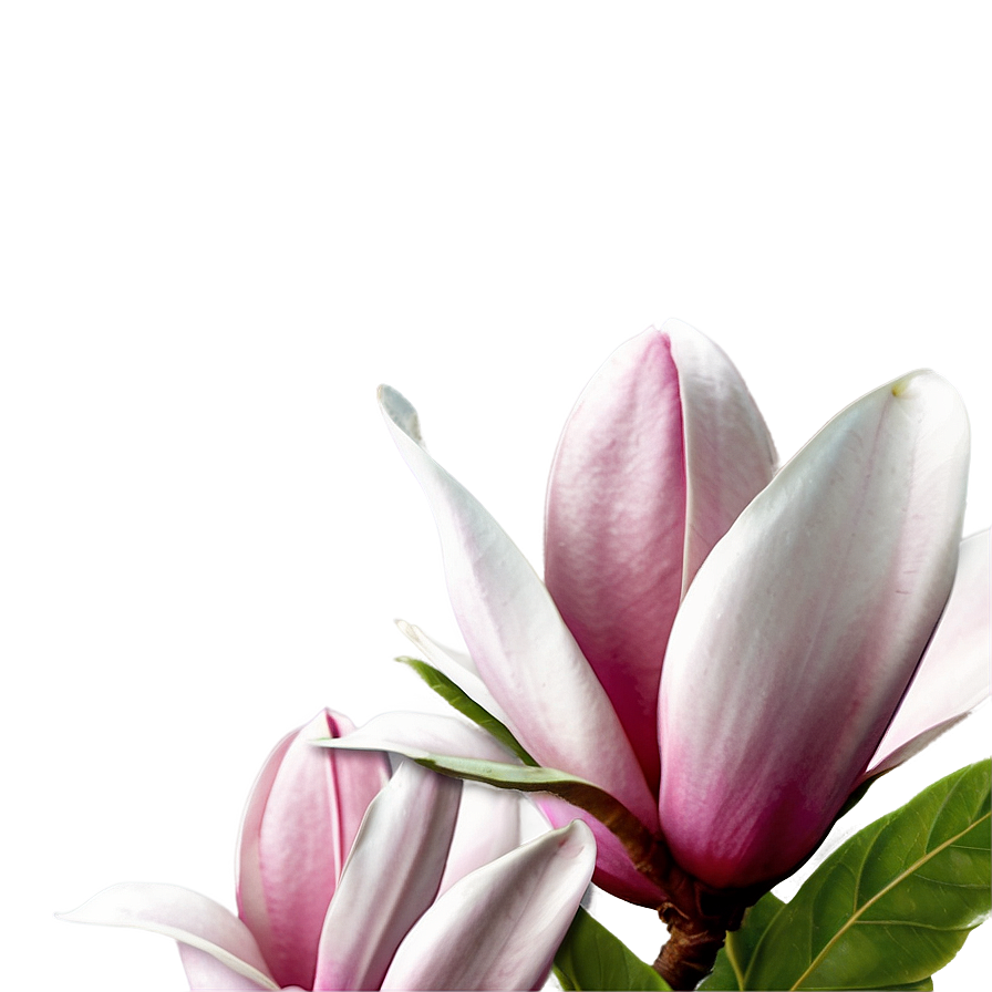 Magnolia Flower Festival Png Qup PNG Image