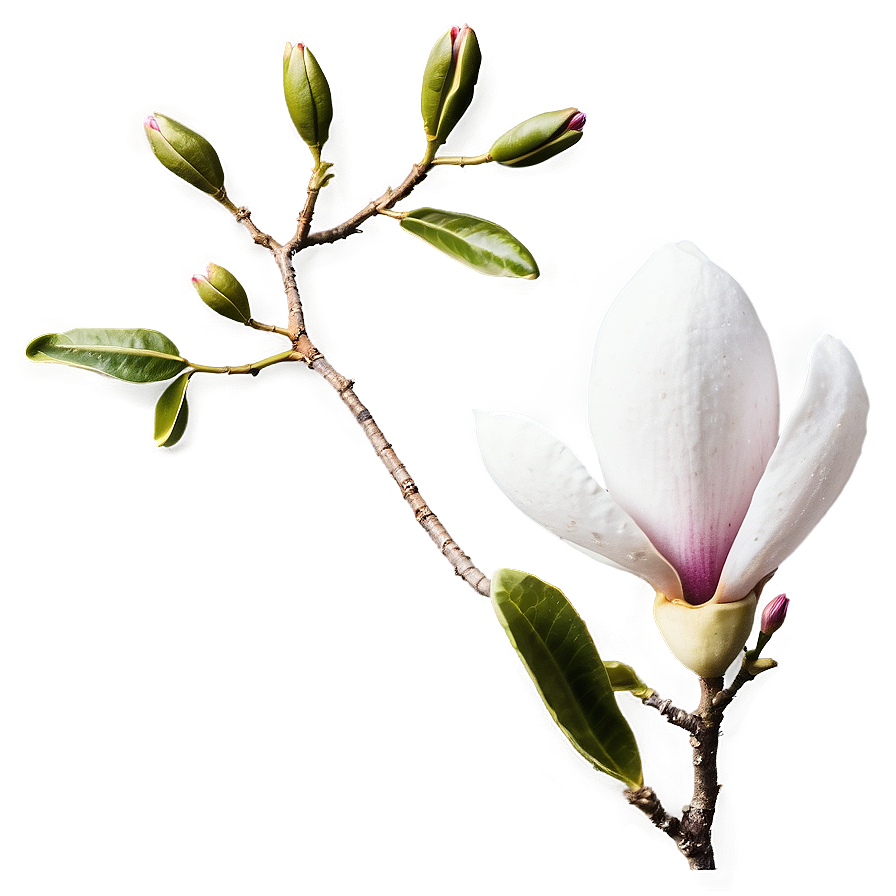 Magnolia Flower Greeting Png 72 PNG Image