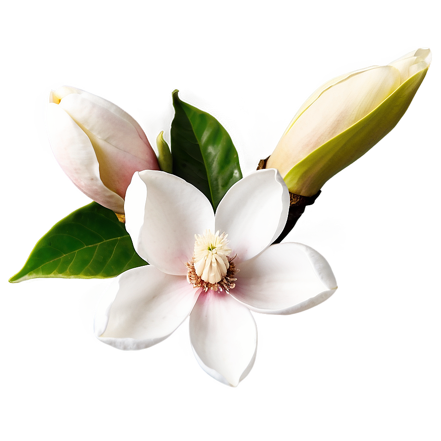 Magnolia Flower Greeting Png Qfp31 PNG Image