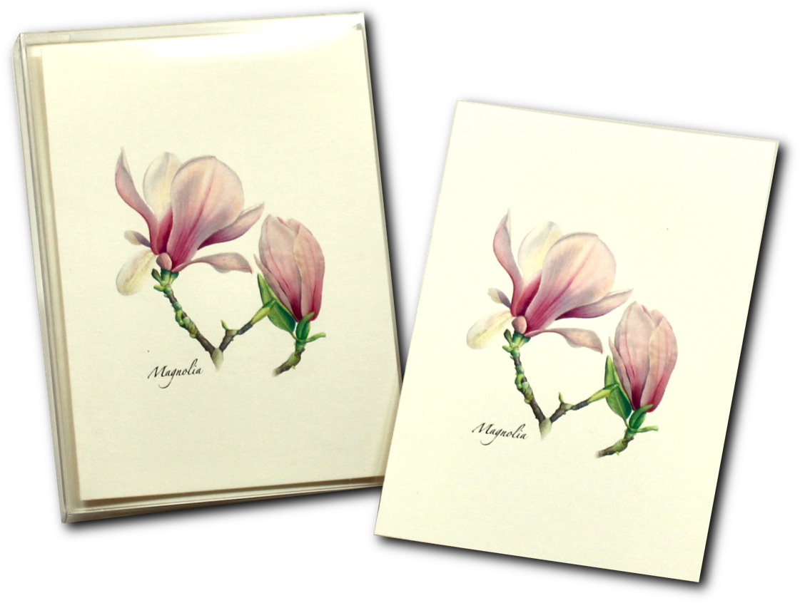 Magnolia Flower Illustration Notebooks PNG Image