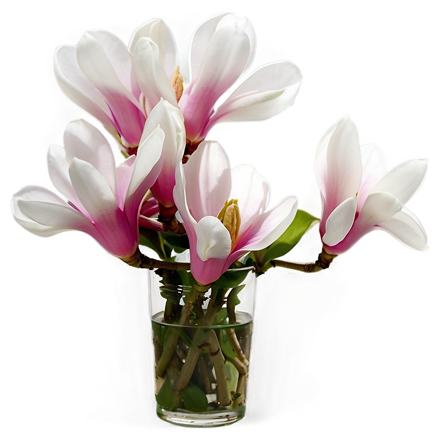 Magnolia Flower In Vase Png Und30 PNG Image