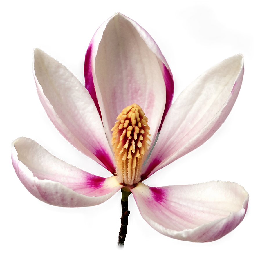 Magnolia Flower Petals Png 58 PNG Image