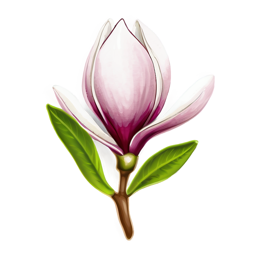 Magnolia Flower Sketch Png Vso48 PNG Image