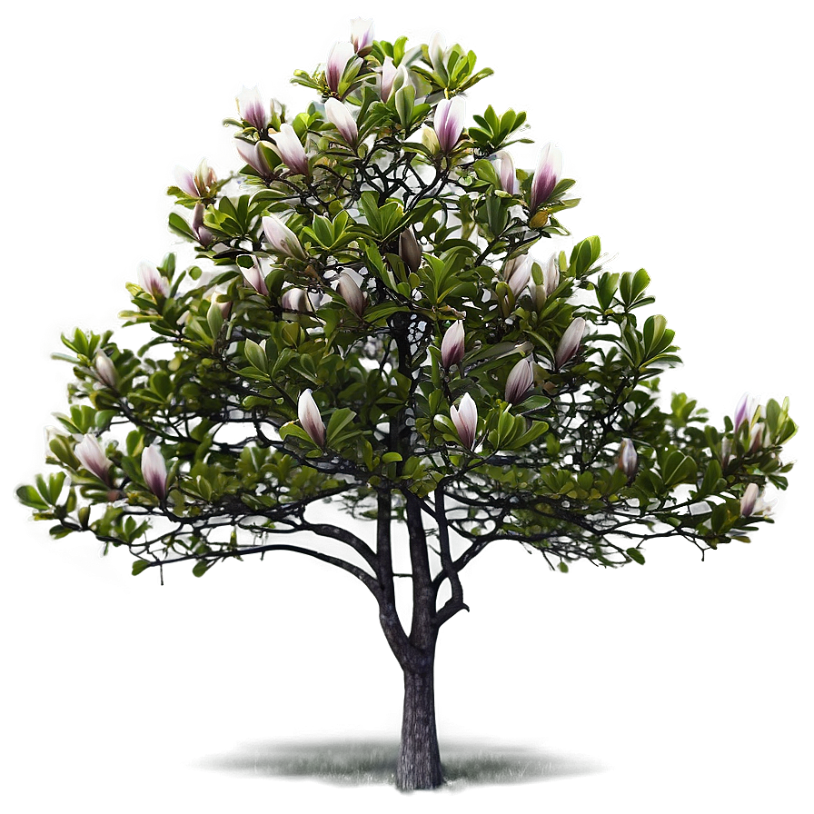 Magnolia Tree In Foggy Morning Png Btk PNG Image