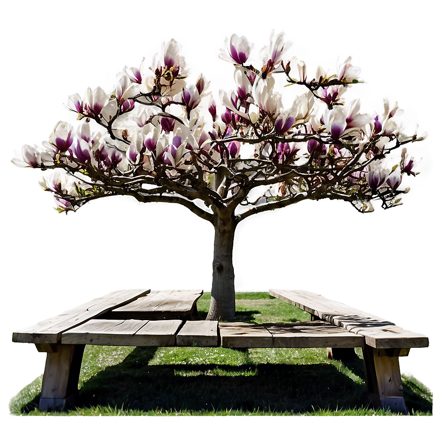 Magnolia Tree With Bench Underneath Png 06212024 PNG Image