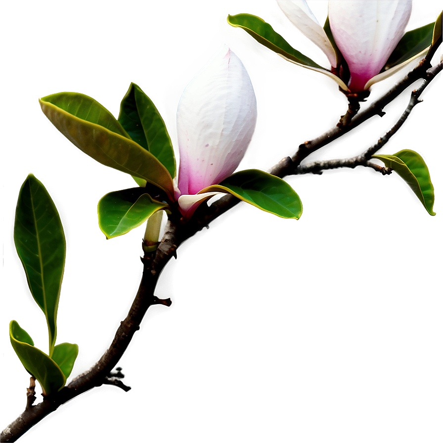 Magnolia Under Moonlight Png Ihq PNG Image