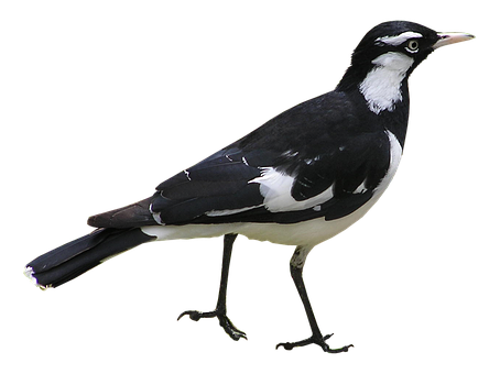 Magpie Bird Black White Background PNG Image