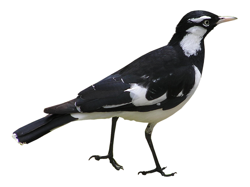 Magpie Lark Bird Profile PNG Image