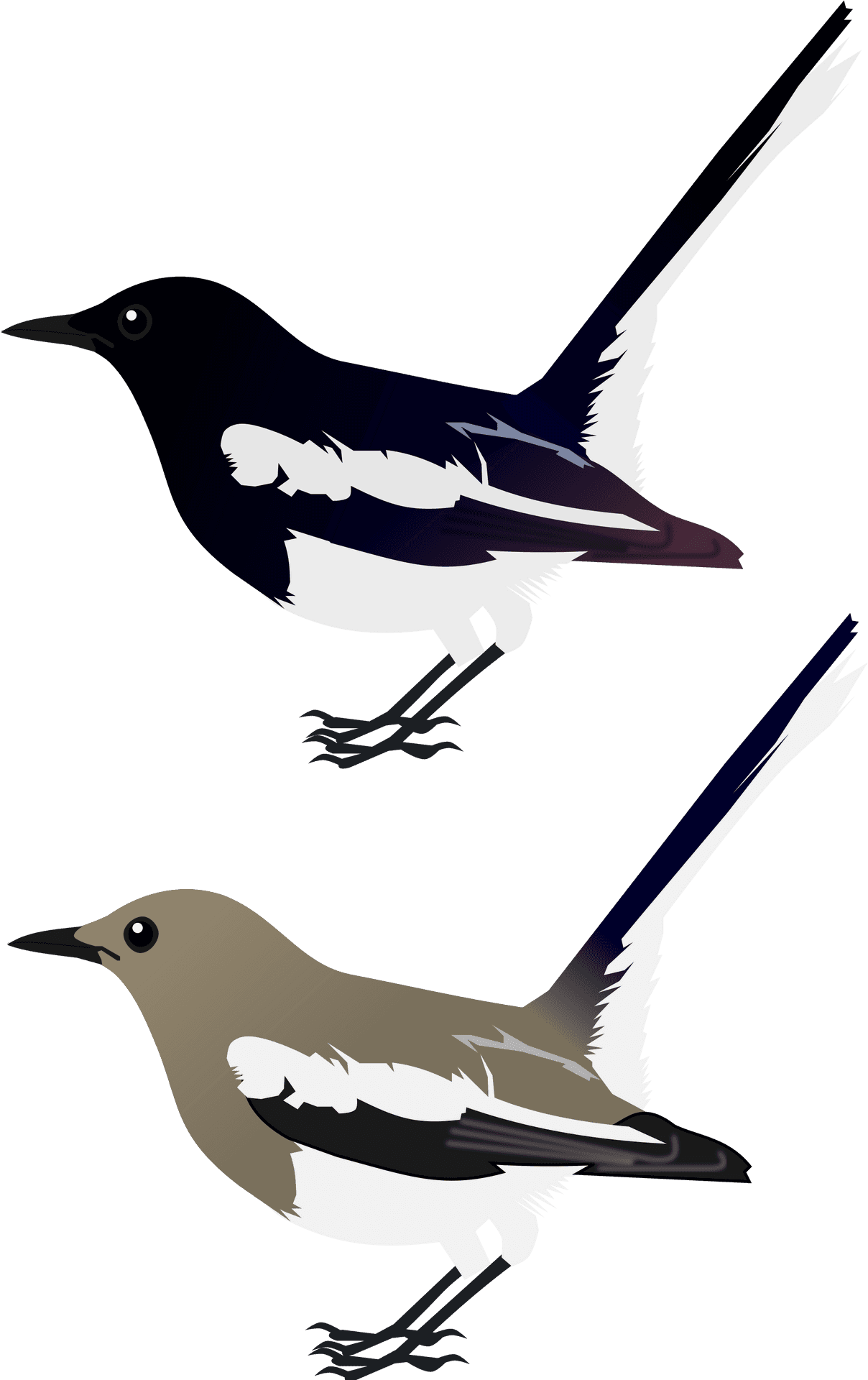 Magpie Robin Illustration PNG Image