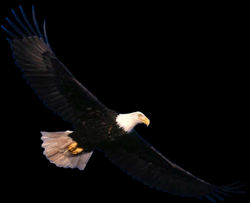 Majestic Bald Eagle In Flight PNG Image