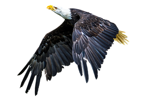 Majestic_ Bald_ Eagle_ In_ Flight.jpg PNG Image