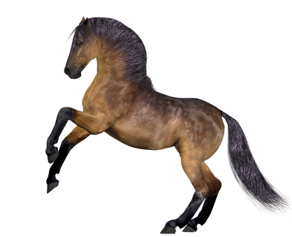 Majestic Bay Horse Black Background PNG Image