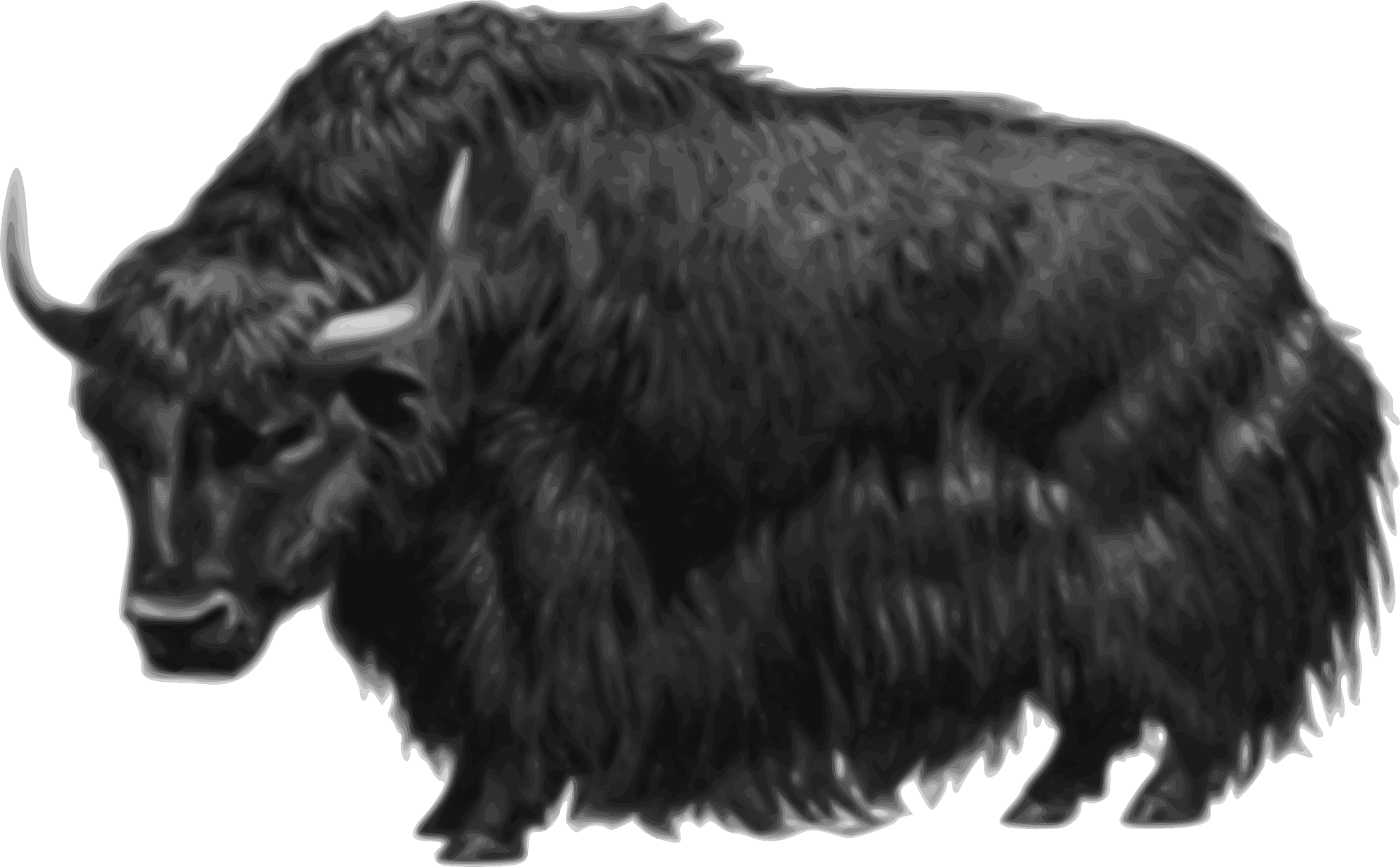 Majestic Bison Illustration PNG Image