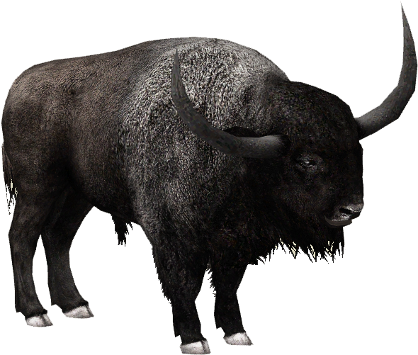 Majestic Bison Profile PNG Image